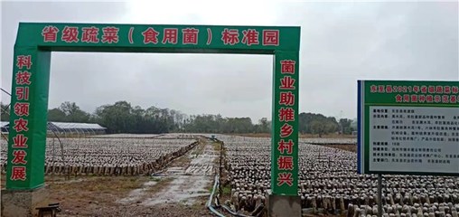 東至縣創(chuàng)建省級(jí)蔬菜園 深化初加工，繪就鄉(xiāng)村振興新藍(lán)圖